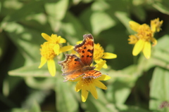 Polygonia gracilis