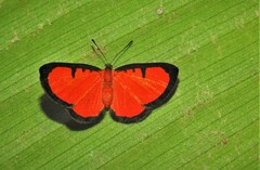 Mesene phareus