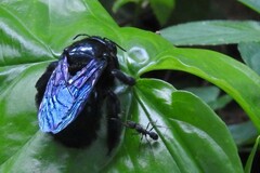 Neoxylocopa