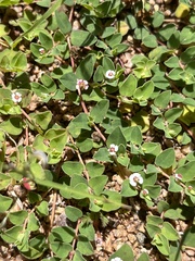 Euphorbia albomarginata