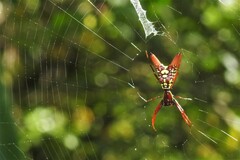 Micrathena sexspinosa