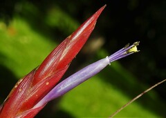 Tillandsia balbisiana