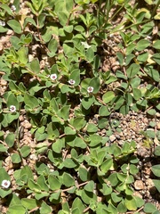 Euphorbia albomarginata