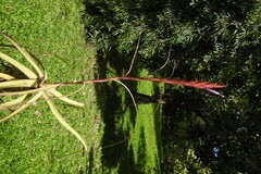 Tillandsia balbisiana