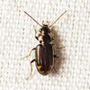 Bembidion rapidum - Photo (c) Justin Williams, some rights reserved (CC BY), uploaded by Justin Williams
