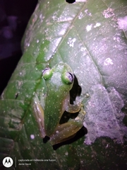 Teratohyla pulverata