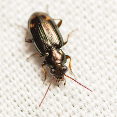 Bembidion rapidum