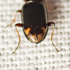 Bembidion rapidum