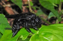 Neoxylocopa