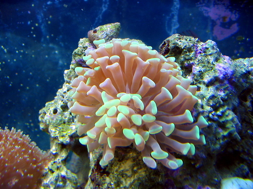 Euphyllia fimbriata