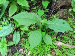 Brugmansia suaveolens