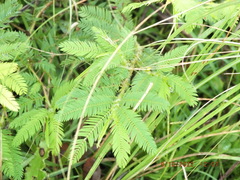 Chamaecrista nictitans