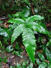 Bolbitis heteroclita