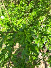 Bursaria spinosa