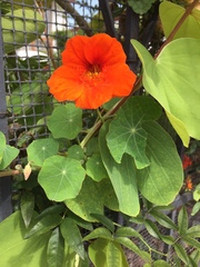 Tropaeolum majus