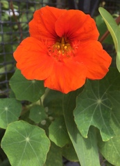 Tropaeolum majus