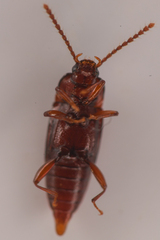 Trigonurus
