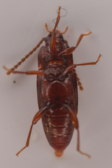 Trigonurus