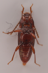 Trigonurus