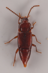 Trigonurus