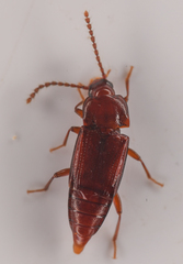 Trigonurus