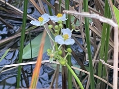 Sagittaria platyphylla