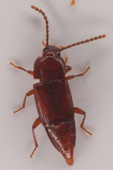 Trigonurus