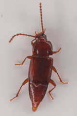 Trigonurus