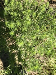 Ionactis linariifolia