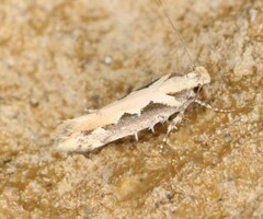 Ornativalva erubescens