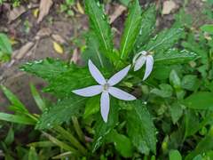 Hippobroma longiflora