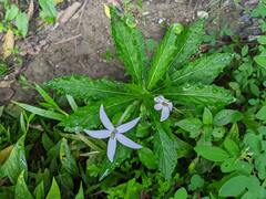 Hippobroma longiflora