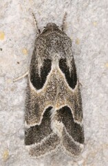 Schinia rivulosa