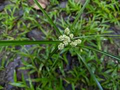 Cyperus luzulae