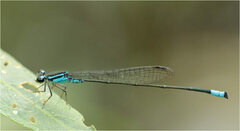 Acanthagrion trilobatum