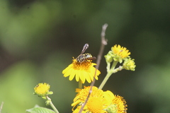 Paranthidium gabbii