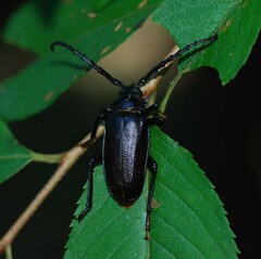 Prionus insularis insularis