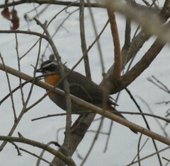 Cossypha caffra caffra