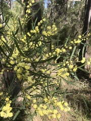 Acacia stricta