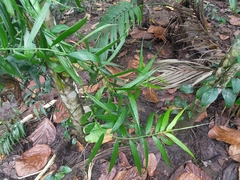 Flagellaria indica