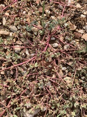Caryophyllales