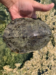 Deirochelyinae