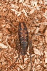Ceuthophilinae