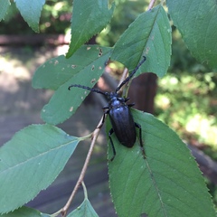 Prionus insularis insularis