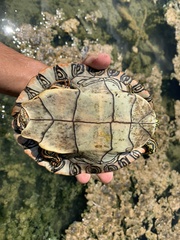 Deirochelyinae