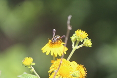 Paranthidium gabbii
