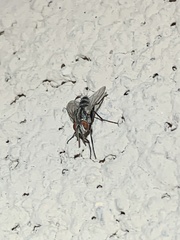 Vanderwulpia sequens