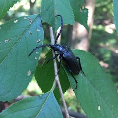 Prionus insularis insularis