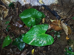 Homalomena philippinensis