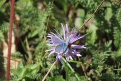 Plebejus melissa